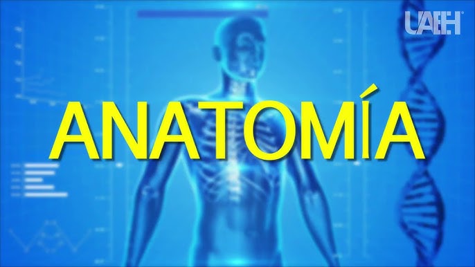 Anatomía humana